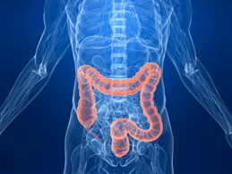 Blue illustration of body's interior parts with colon in red