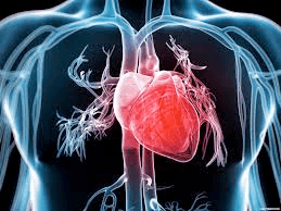 Blue illustration of body's arteries and heart with heart and close arteries in red