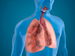 Blue illustration of upper chest area of human with lungs and airway in red