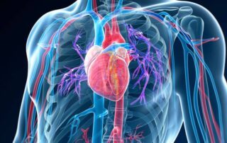 Illustration of heart Scan with body in blue color and heart and arteries in red, purple and bright blue colors