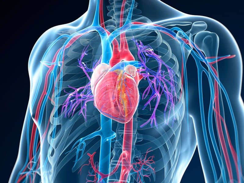 Illustration of heart Scan with body in blue color and heart and arteries in red, purple and bright blue colors