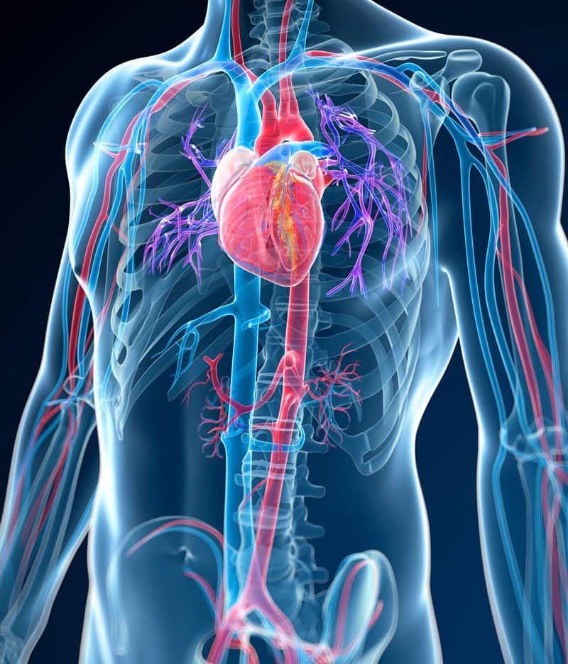 Illustration of heart Scan with body in blue color and heart and arteries in red, purple and bright blue colors