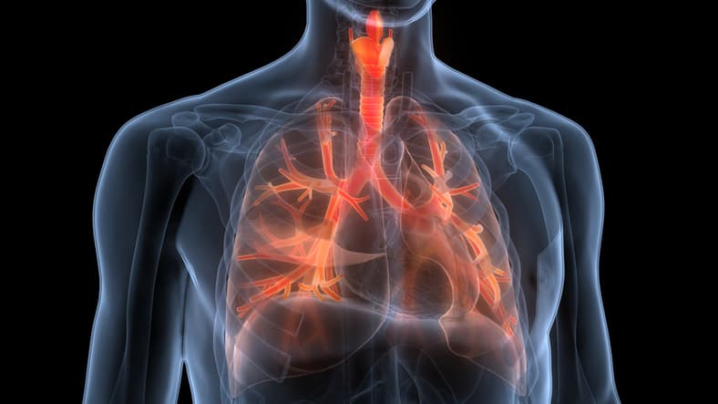 Human respiratory system lungs anatomy illustration