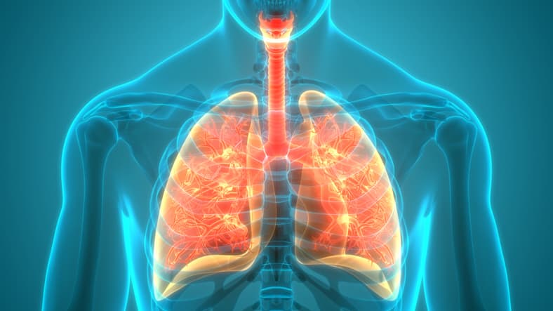 Human Respiratory System illustration