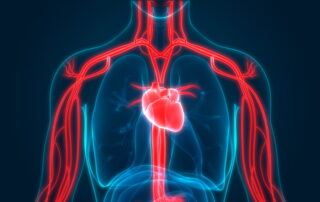 3D Illustration of Human Circulatory System Anatomy
