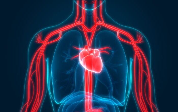 3D Illustration of Human Circulatory System Anatomy