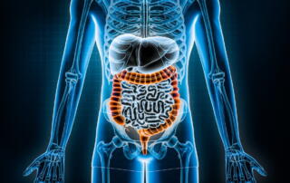 A large intestine 3D rendering illustration.