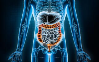 A Large Intestine 3D Rendering Illustration.