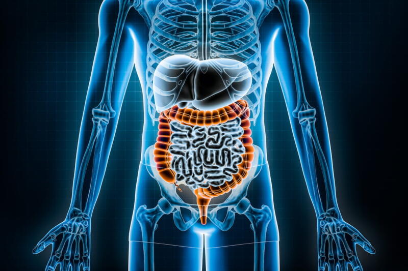 A Large Intestine 3D Rendering Illustration.