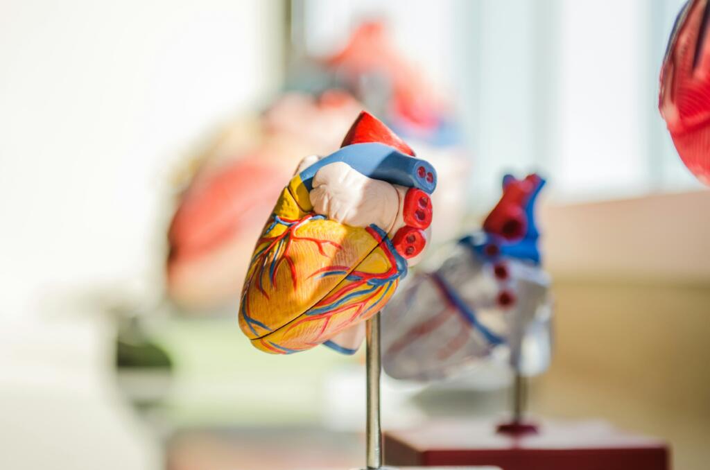 medical model of a heart