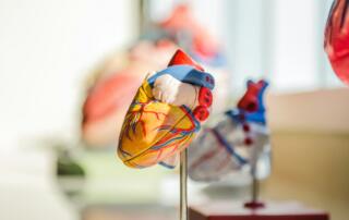 medical model of a heart