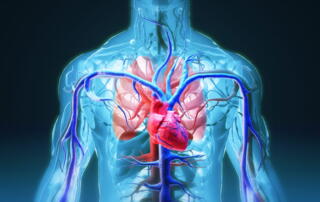 A Graphic Showing The Heart, With Veins, Arteries, And Lungs.