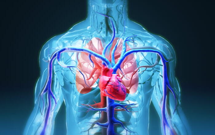 A Graphic Showing The Heart, With Veins, Arteries, And Lungs.