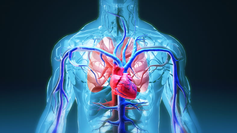 A Graphic Showing The Heart, With Veins, Arteries, And Lungs. 